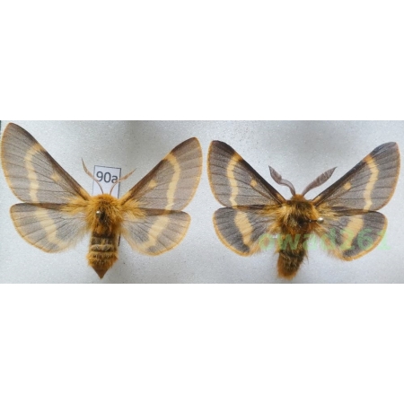 Lemonia dumi (Linnaeus, 1761) pair Czech90a